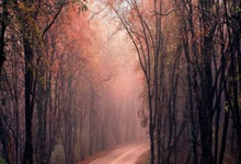 沃尔夫斯堡客场战胜弗赖堡，取得宝贵三分