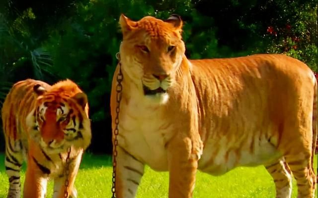 包含骡子再败，爆冷结果叫猪脱离天下的词条